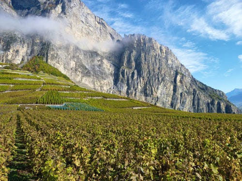 Swiss vineyards