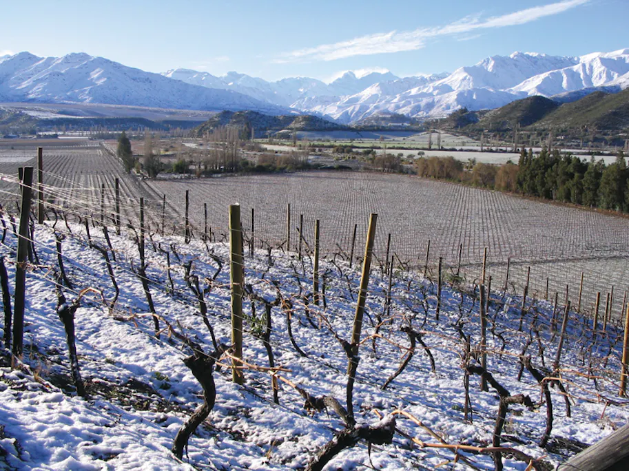 A Chile Christmas Wine Tasting