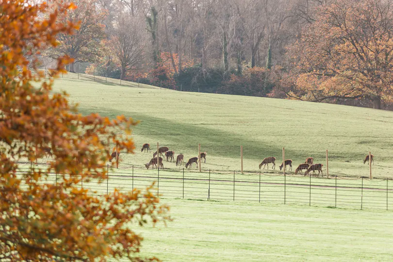 St. Audries Park