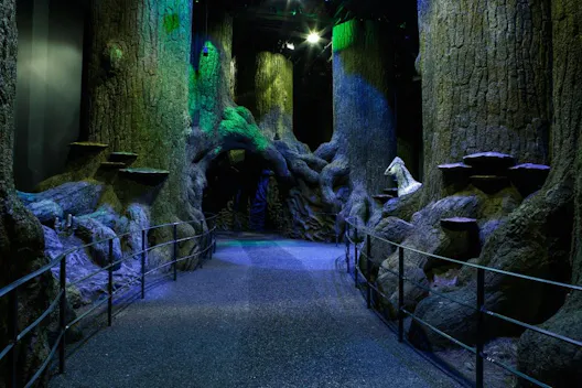 Forbidden Forest