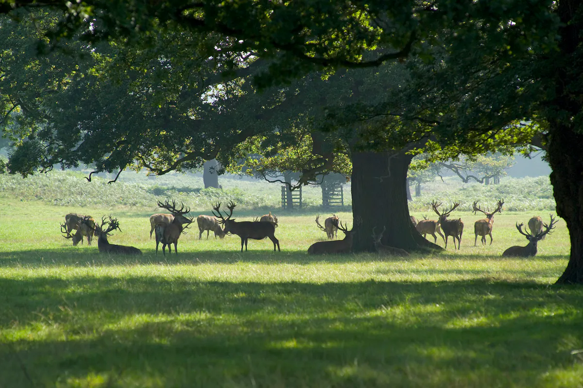 Woburn Abbey Estate