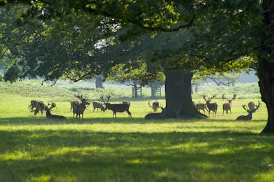 Woburn Abbey Estate