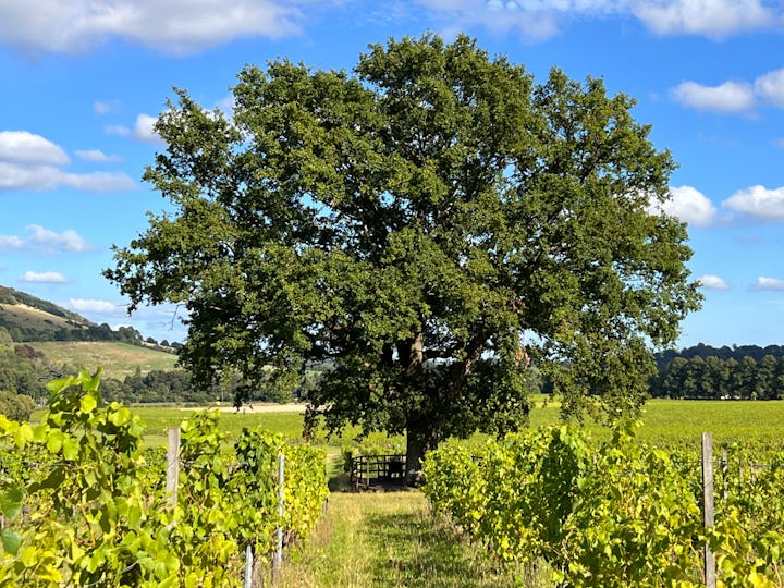 Denbies Wine Estate