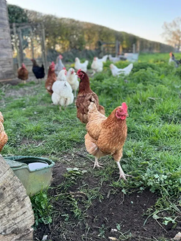 Gambledown Farm