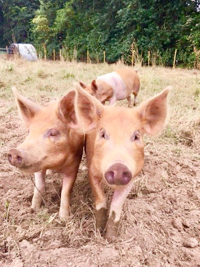 Gambledown Farm