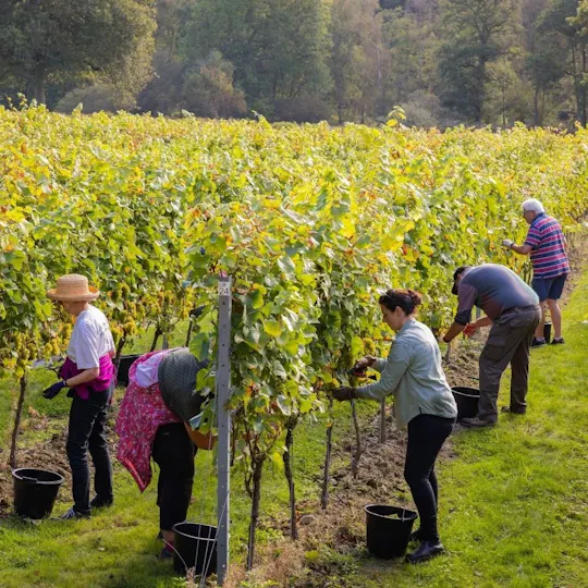 Leonardslee Wine Estate