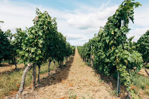 English Wine Dinner
