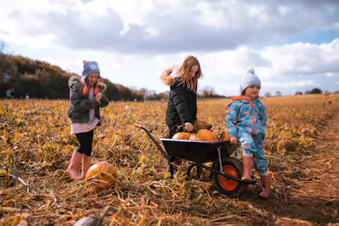 Pick-Your-Own Pumpkins
