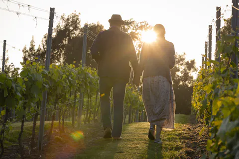 Evening Amongst the Vines 