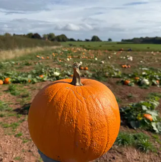 Pumpkin Picking & Halloween Event at The Barn