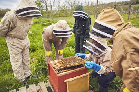 Bee-keeping experience