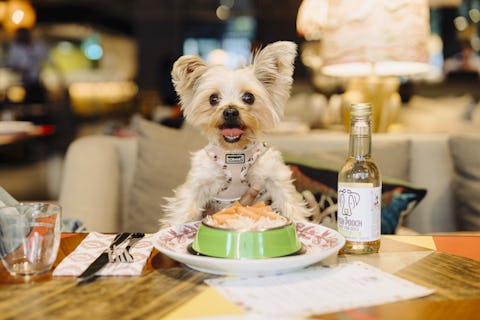 National Dog Day Bottomless Brunch
