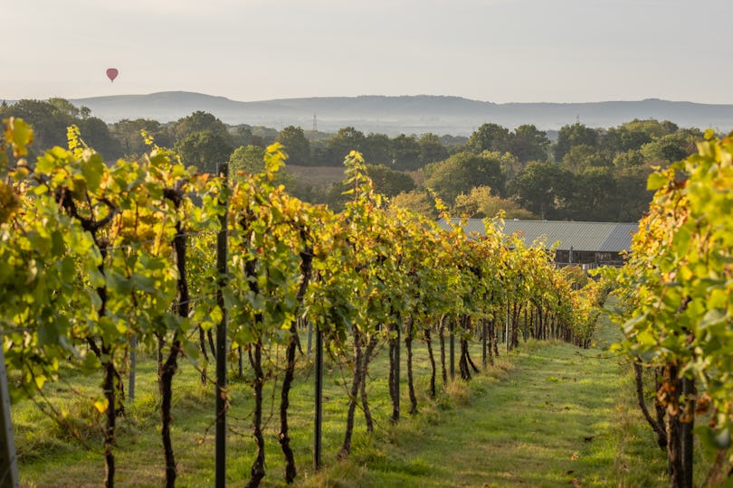 Bolney Wine Estate 