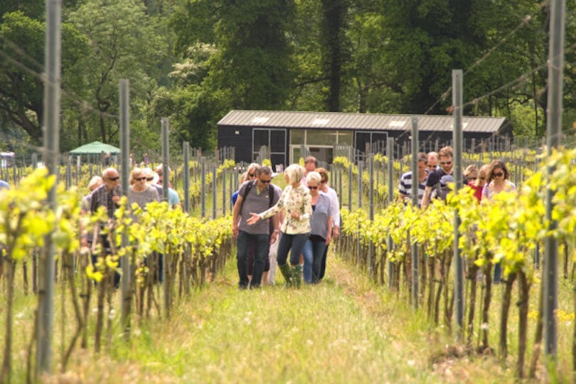 Albury Vineyard