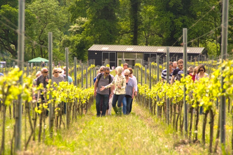 Albury Vineyard