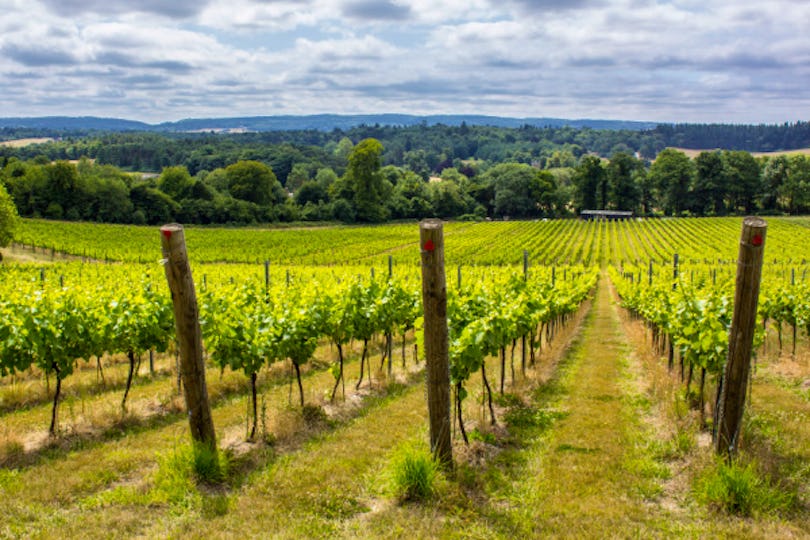 Albury Vineyard