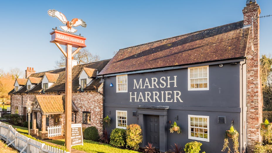 The Marsh Harrier