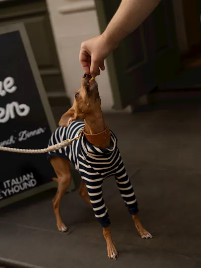 The Italian Greyhound