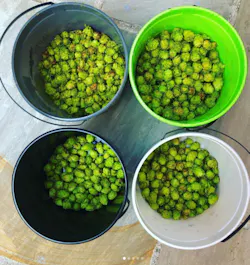 Thornsett Brewery & Hopyard