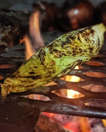 Palmito