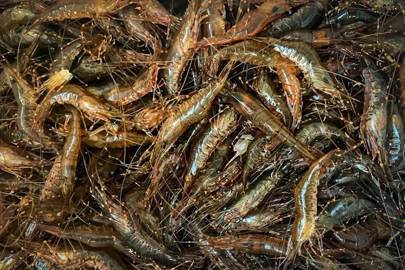 Catch at The Old Fish Market