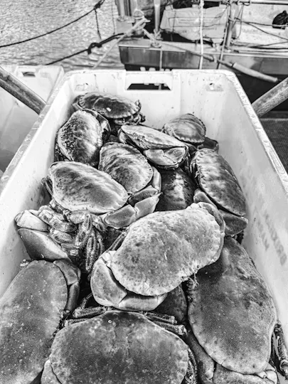 Catch at The Old Fish Market