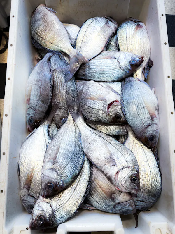 Catch at The Old Fish Market