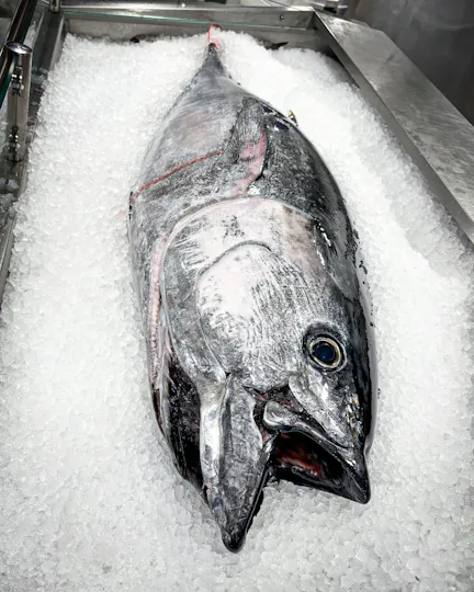 Catch at The Old Fish Market