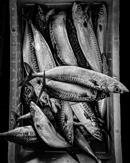 Catch at The Old Fish Market