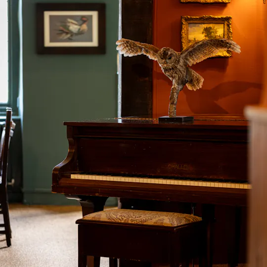 The Owl