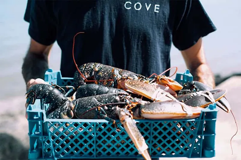 The Cove