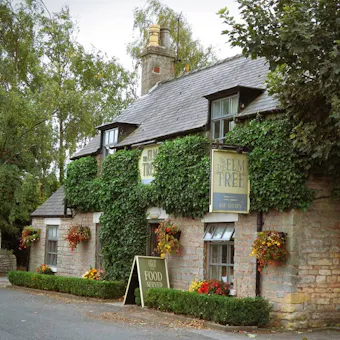 The Elm Tree