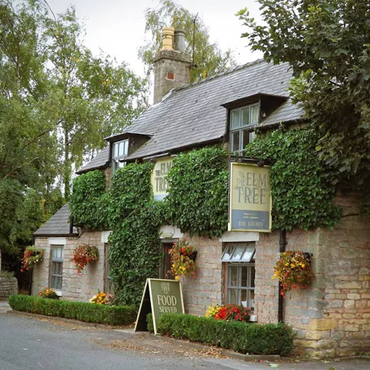 The Elm Tree