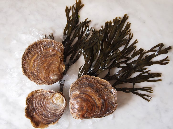 Whitstable Oyster Fishery Co