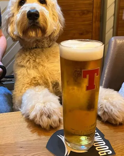 The Wally Dug