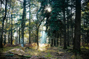  Wedding Venues near New Forest District