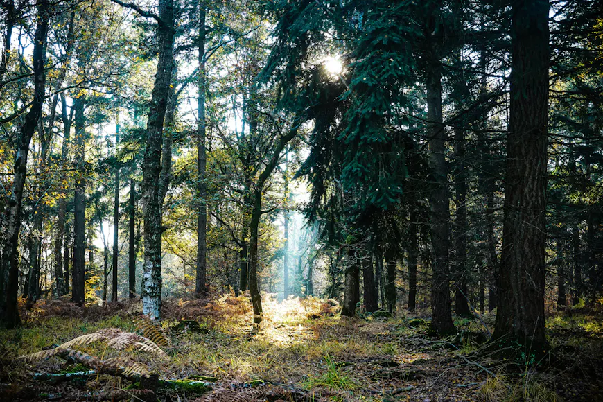  Wedding Venues near New Forest District