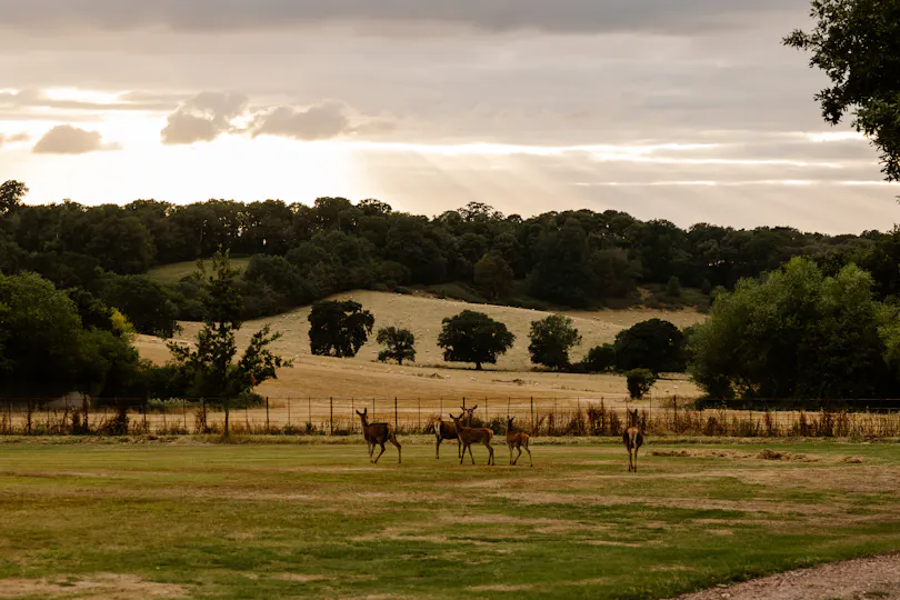 St. Audries Park