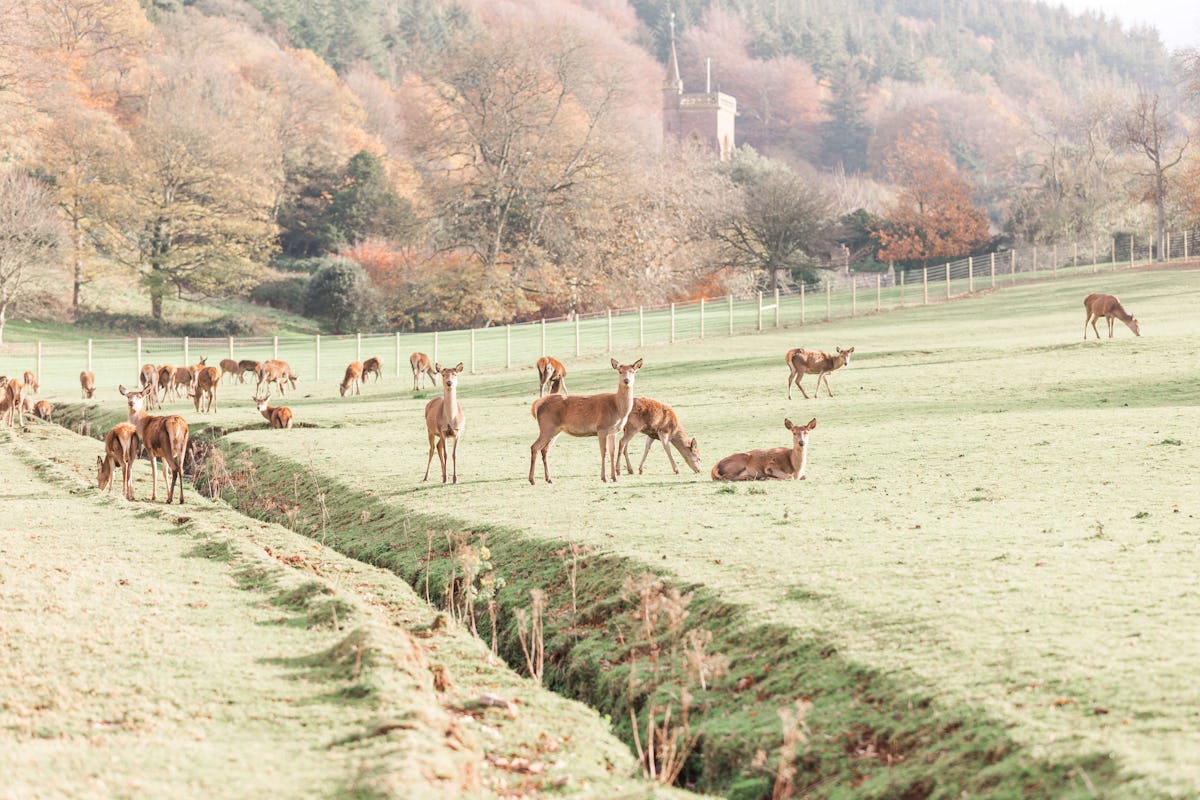 St. Audries Park