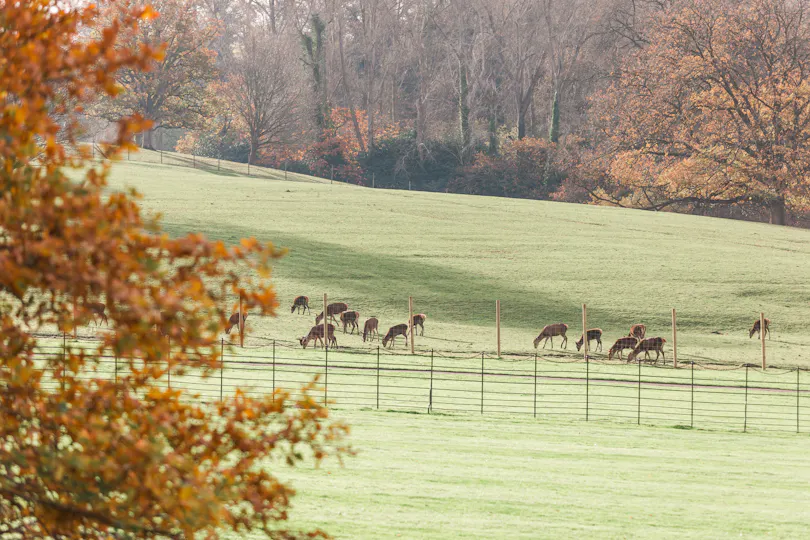 St. Audries Park