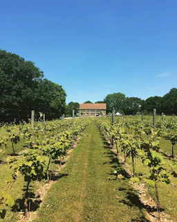 Froginwell Vineyard