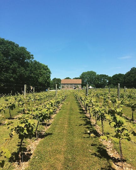 Froginwell Vineyard