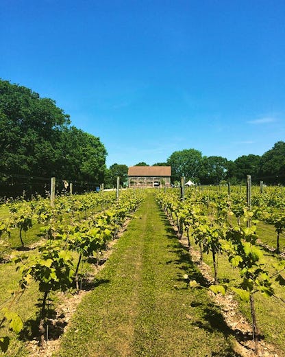 Froginwell Vineyard