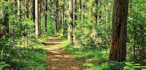 Bower in the Wood