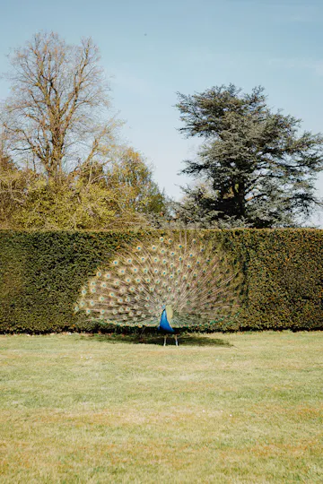Birdsall House