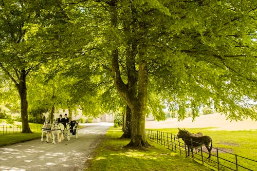 The Castle Grounds